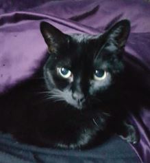 Cedes the Moggy%