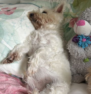 Henry the West Highland White Terrier%