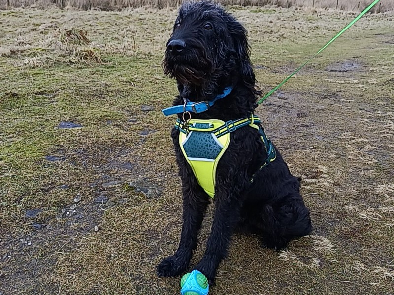 Frank the Labradoodle%