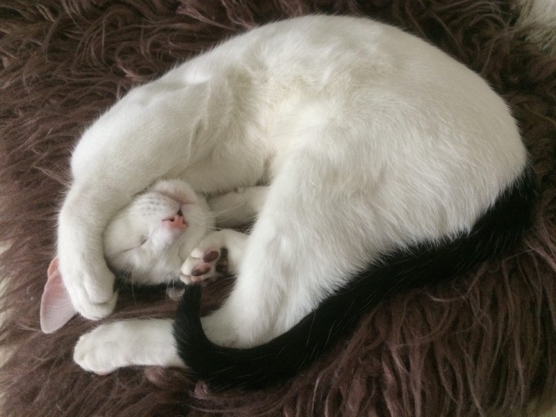 Shirlock (Bops) the Domesticated shorthair indoor cat%