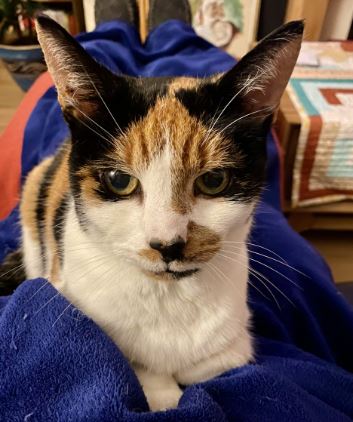 Poose the Tortie/Calico%