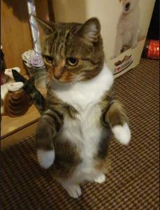 Princess the Cat%