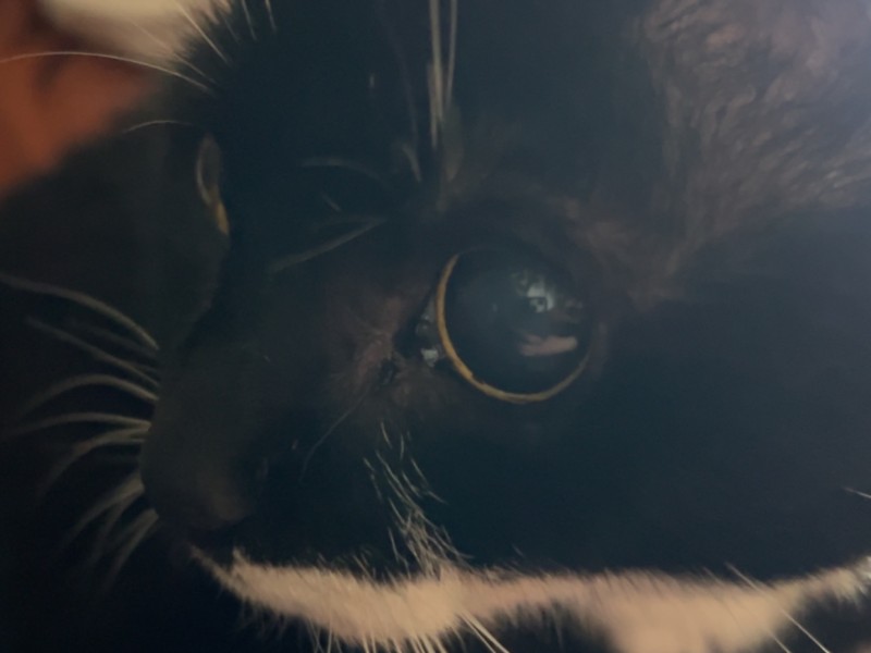 Mouse the British shorthair%