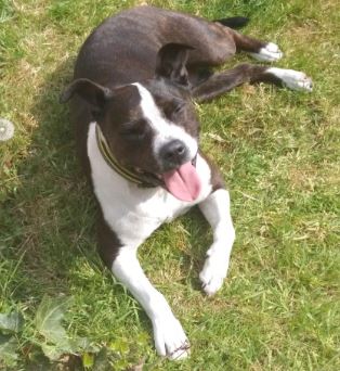Storm the Staffordshire Bull Terrier%