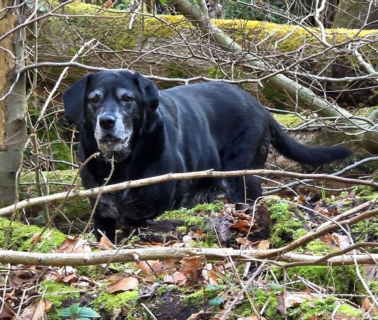 Bella the Labrador%
