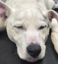 Bullseye the Jack Russell cross%