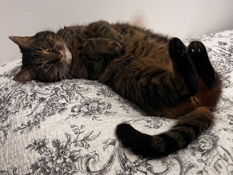 Moose the Moggy%
