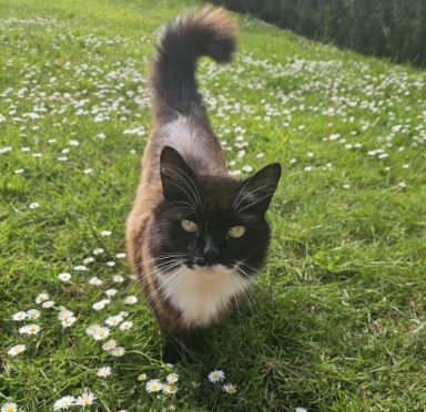 Lola the Domestic long hair%