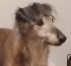 Milo the Saluki%