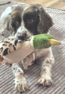 Ozzy Duncan the Springer spaniel%