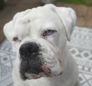 Spud the Boxer%
