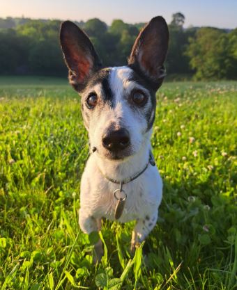 Charlie the Jack Russell Terrier%