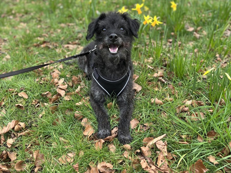 Angus the Jack Russell Terrier x Poodle%