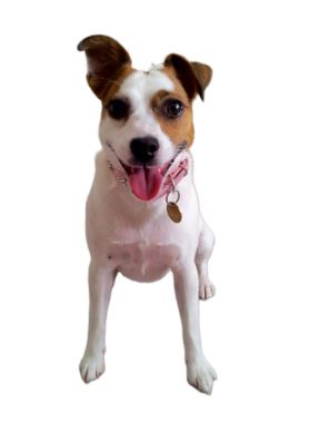Maisy (Moo) the Jack Russell%
