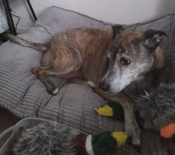 Tia the Cross breed%