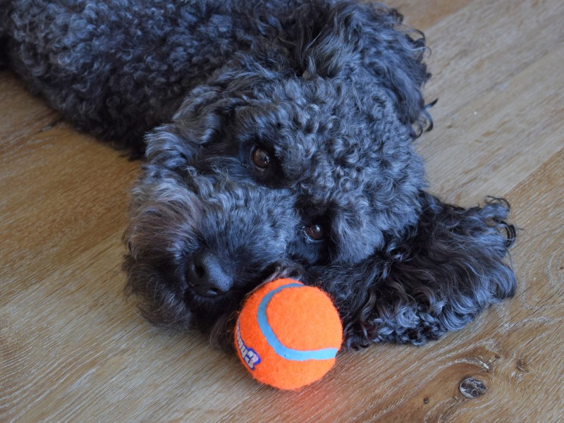 Barney the miniature labradoodle%