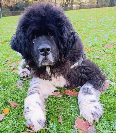 Juno the Newfoundland%