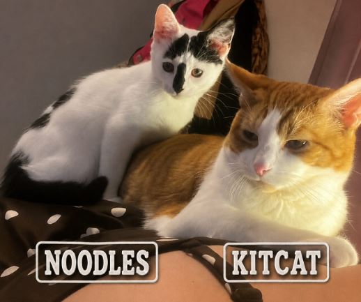 Noodles the Cat%