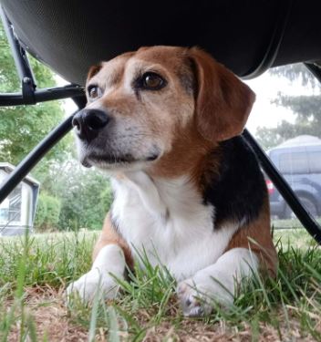 Stanley the Jack Russell Beagle Cross%