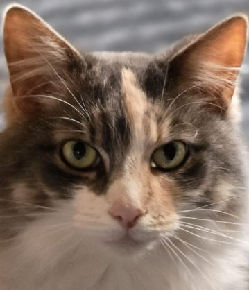 Willow the Cat%