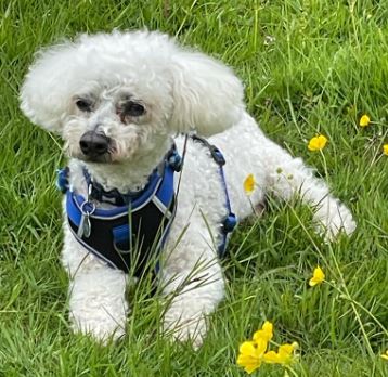Ziggy the Bichon Frise%