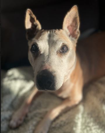 Demi the Staffordshire bull terrier and English bull terrier cross%