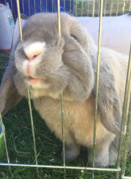 Duke the Mini Lop Rabbit%