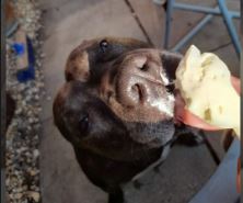 Missy the Staffy%