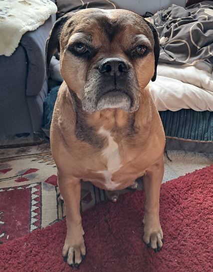 Beau the Pug X American Bull Dog%