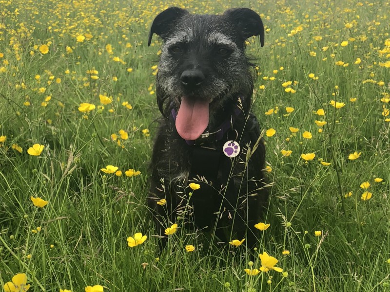 Belle the Dog%