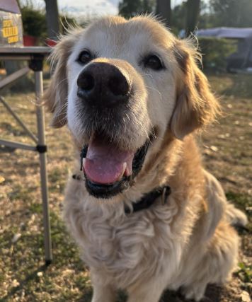 Isaac the Golden Retriever%