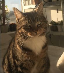 Ozeki the Domestic short haired%