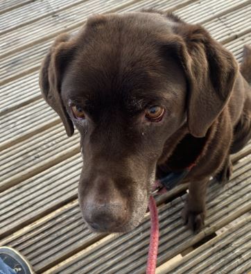 Nayla the Chocolate Labrador%