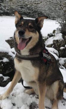 Zinzan the German Shepherd Cross%