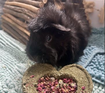 Fudge the Guinea pig%