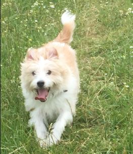 Billy the Jack russel%