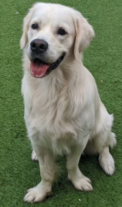Shrek the Golden Retriever%